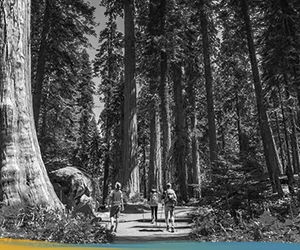 Aladdin Implementation – Case Study AAM