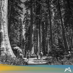 Hikers walking in Sequoia trees - Aladdin-implementation-AAM