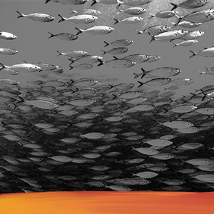shoal of fish swimming in the ocean